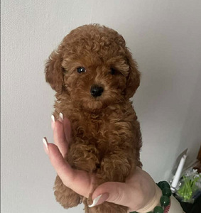 Maltipoo (10 foto / 10)