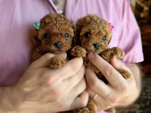 Мальтипу Maltipoo (3 фото из 7)
