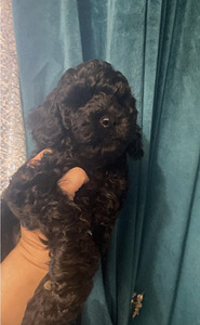 Мальтипу Maltipoo (5 фото из 6)