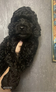 Мальтипу Maltipoo (6 фото из 6)