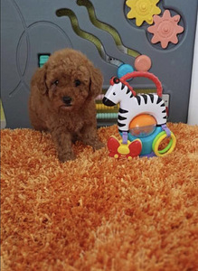 Toy poodel (3 foto / 4)
