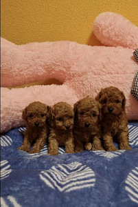 Maltipoo Мальтипу (3 фото из 6)
