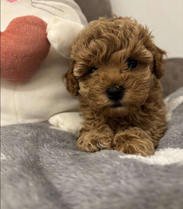 Maltipoo Maltipoo (1 foto / 10)