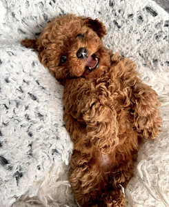 Maltipoo Мальтипу (3 фото из 10)