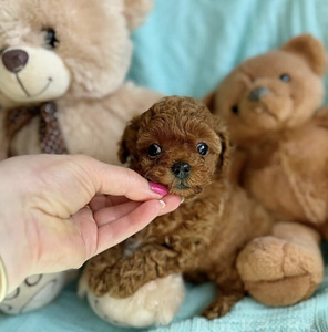 Maltipoo Мальтипу (5 фото из 10)