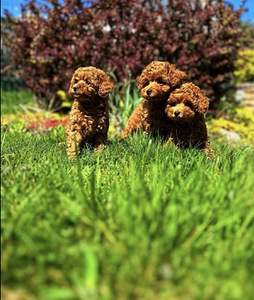 Maltipoo Мальтипу (3 фото из 10)