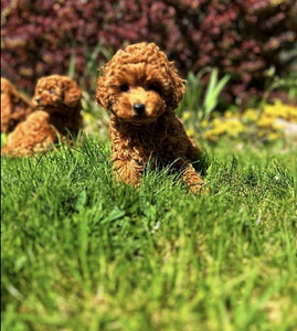 Maltipoo Мальтипу (3 фото из 8)
