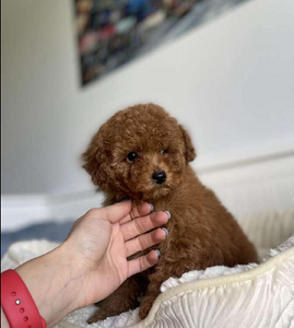 Maltipoo Maltipoo (3 foto / 10)