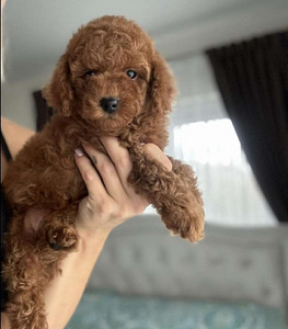 Maltipoo Maltipoo (5 foto / 10)