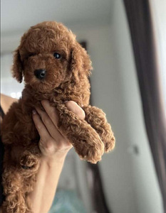 Maltipoo Maltipoo (6 foto / 10)