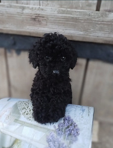 Мальтипу Maltipoo (5 фото из 5)