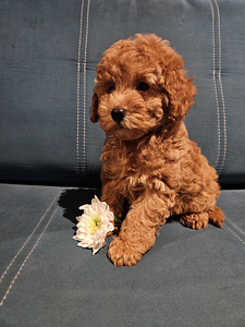Maltipoo Maltipuu (6 foto / 8)