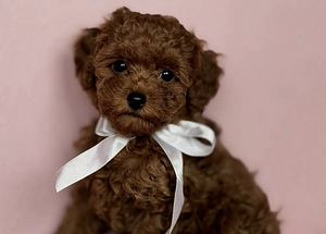 Maltipoo Мальтипу (5 фото из 5)