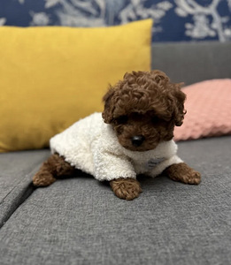 Maltipoo Мальтипу (2 фото из 10)