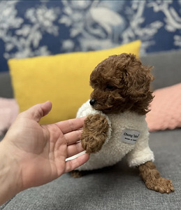 Maltipoo Мальтипу (3 фото из 10)