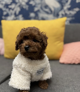 Maltipoo Мальтипу (4 фото из 10)