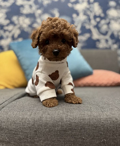 Maltipoo Maltipu (2 foto / 8)
