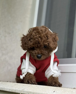 Maltipoo Maltipu (4 foto / 8)