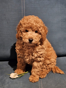 Maltipoo Мальтипу (5 фото из 7)