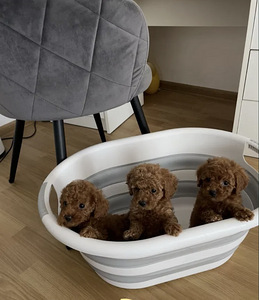 Мальтипу Maltipoo (2 фото из 10)