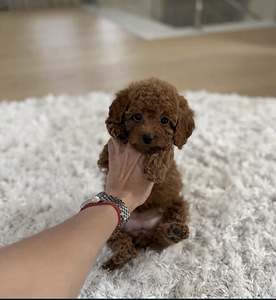 Мальтипу Maltipoo (3 фото из 10)