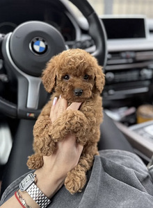 Мальтипу Maltipoo (5 фото из 10)