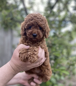 Мальтипу Maltipoo (10 фото из 10)