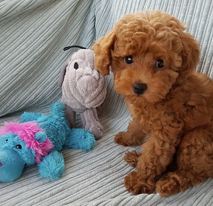 Той пудель Toy poodel (3 фото из 10)