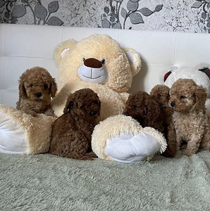 Той пудель Toy poodel (8 фото из 10)