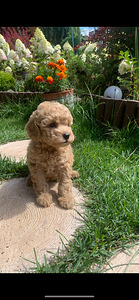 Toy poodle toy puudel (1 foto / 10)