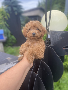 Toy poodle toy puudel (3 foto / 10)