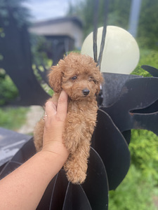Toy poodle toy puudel (4 foto / 10)