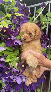 Toy poodle toy puudel (8 foto / 10)