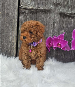 Toy poodel (5 foto / 10)