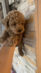 Toy poodel (7 foto / 8)