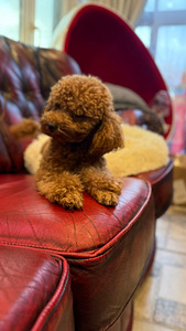 Той пудель (10 фото из 10)