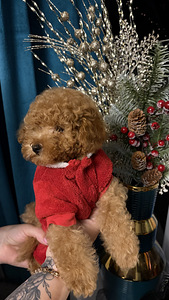 Toy poodel (1 foto / 10)