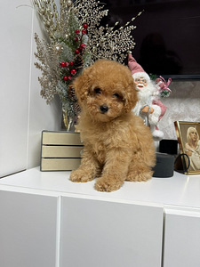 Toy poodel (5 foto / 10)