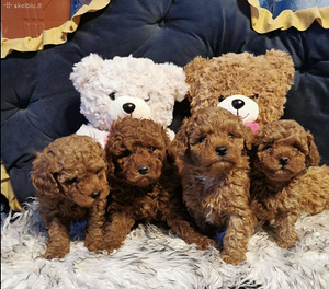 Toy poodel (3 foto / 10)