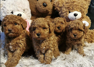 Toy poodel (8 foto / 10)