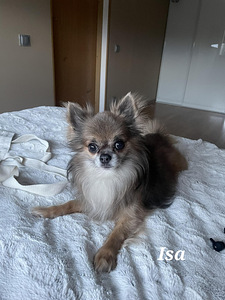 Müüa Chihuahua kutsikad (7 foto / 8)