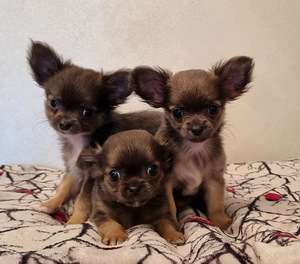 Müüa Chihuahua kutsikad (2 foto / 8)