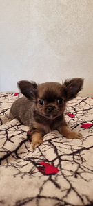 Müüa Chihuahua kutsikad (4 foto / 8)