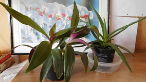 Aaloe Vera, Reo (2 foto / 2)