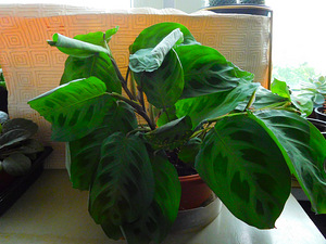 Valgeveeniline maranta (2 foto / 2)