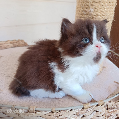 Brittiläinen poika sukla bicolor