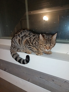 Sekarotuiset uros pennut (3 valokuva sivusta 9)