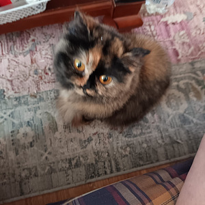 Brittiläinen poika (5 valokuva sivusta 5)