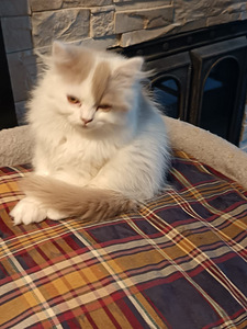 Brittiläinen poika (2 valokuva sivusta 5)