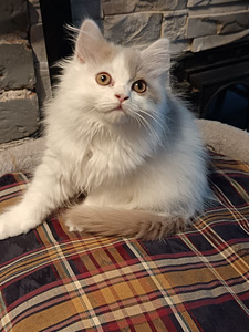 Brittiläinen poika (1 valokuva sivusta 5)